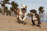 AMSTAFF  ADULT & PUPPIES 040